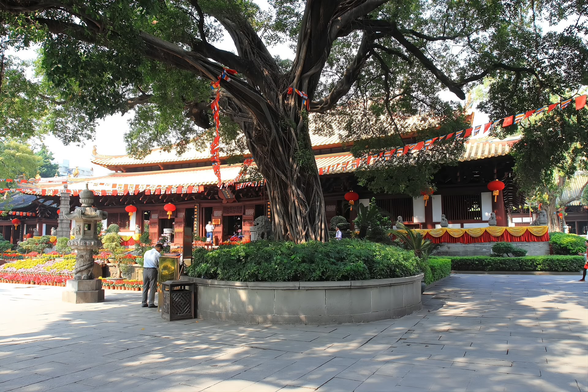 An old tree shading the courtyards of Guangxiao Temple